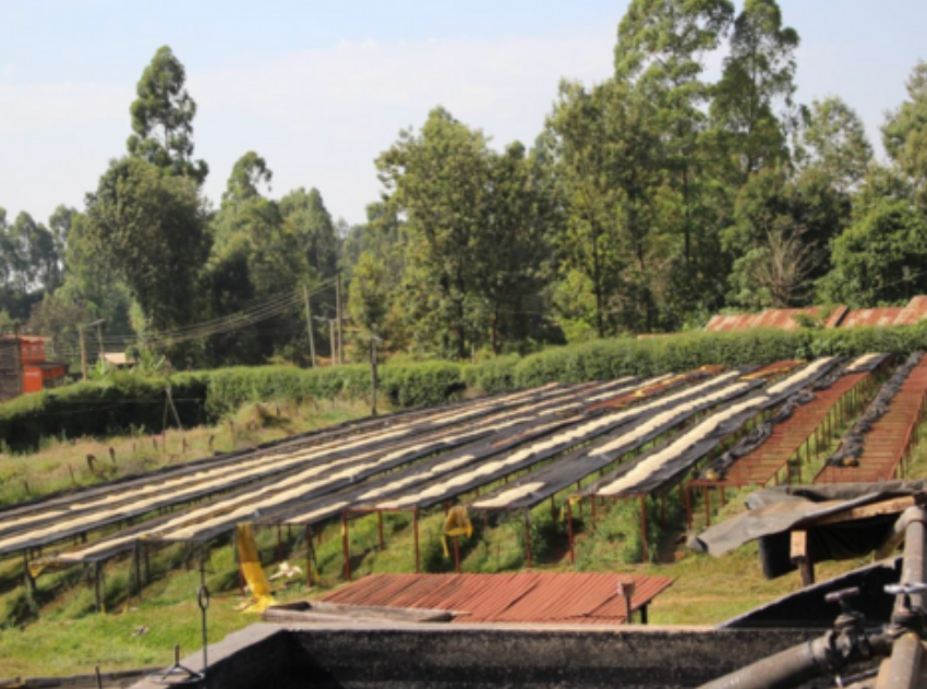 Kenya AA - Gitura